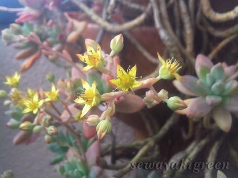 徒長した多肉植物の花