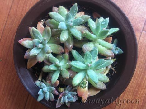多肉植物