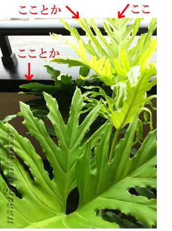 セロームの葉