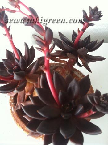 エケベリア　ブラックプリンス