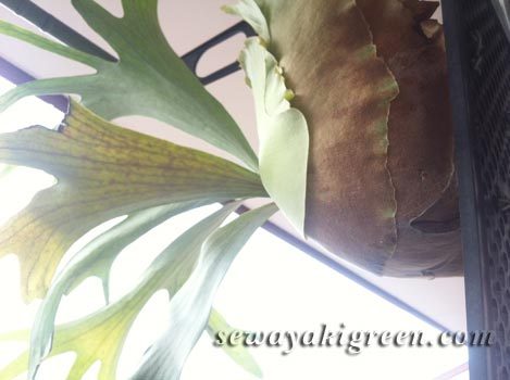 ビカクシダ　ビフルカツム