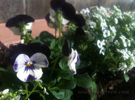 ビオラの植えつけ