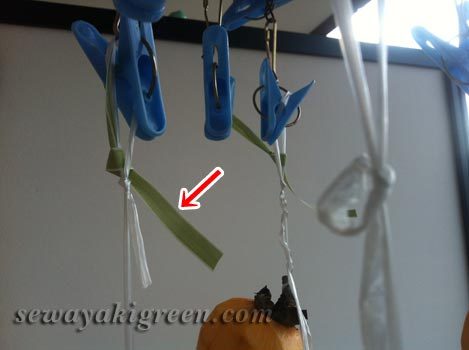 熱湯消毒なしの柿に印をつける