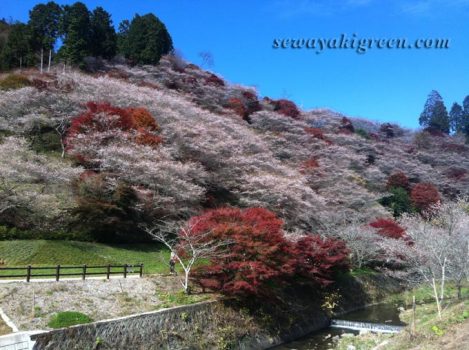 小原四季桜まつり