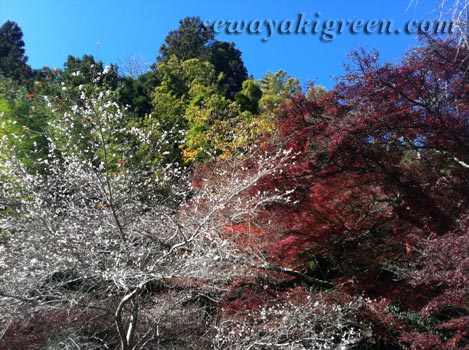 小原四季桜まつり