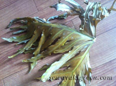 セロームの葉が枯れる