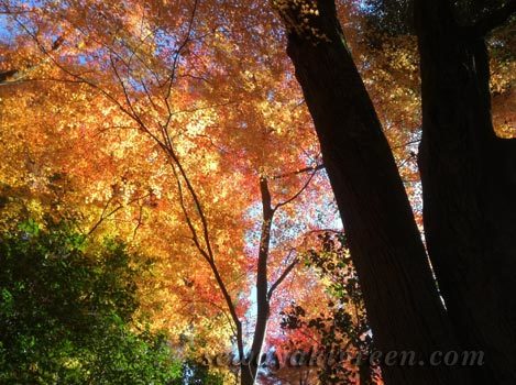 犬山市、寂光院の紅葉