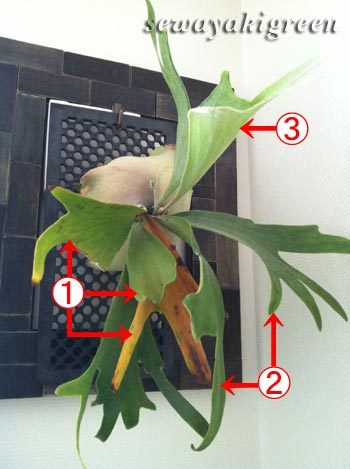 ビカクシダ　ビフルカツム