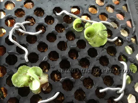 ビカクシダビフルカツムの子株