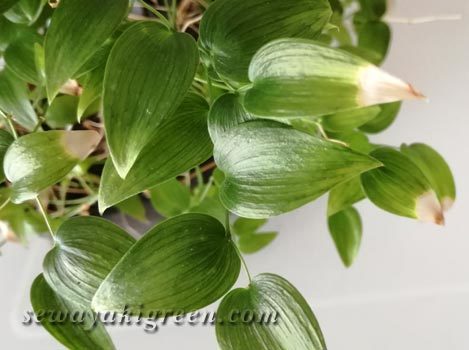 アスパラガスス マイラックス