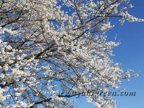 早咲きの桜