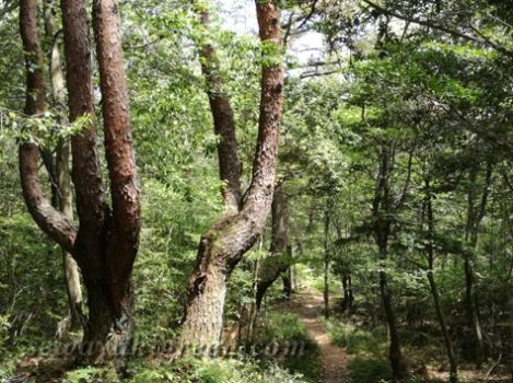 春山ウォーキング