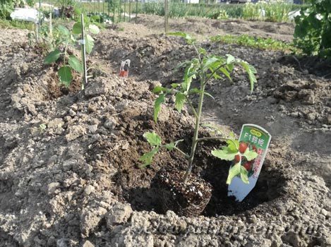トマトの植えつけ