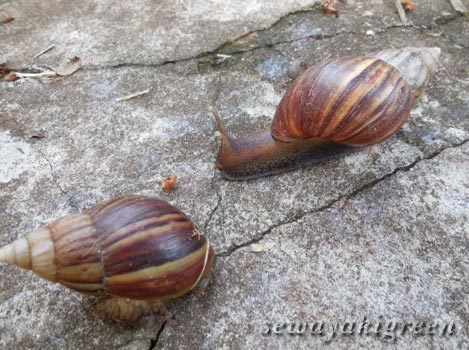 ブラジルのカタツムリ