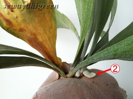 ビカクシダ　ビフルカツム