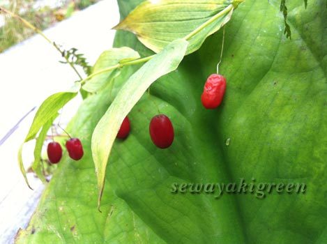大葉竹縞蘭(オオタケシマラン)の赤い実