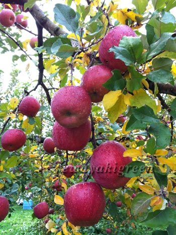 松川のりんご