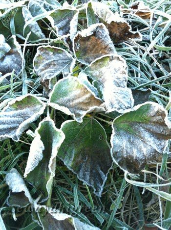 霜が降りた落ち葉